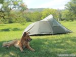 Cachorros nos Campings