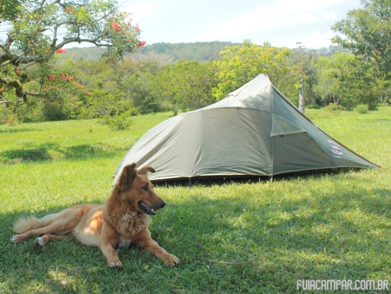 Read more about the article A Polêmica dos Cachorros nos campings
