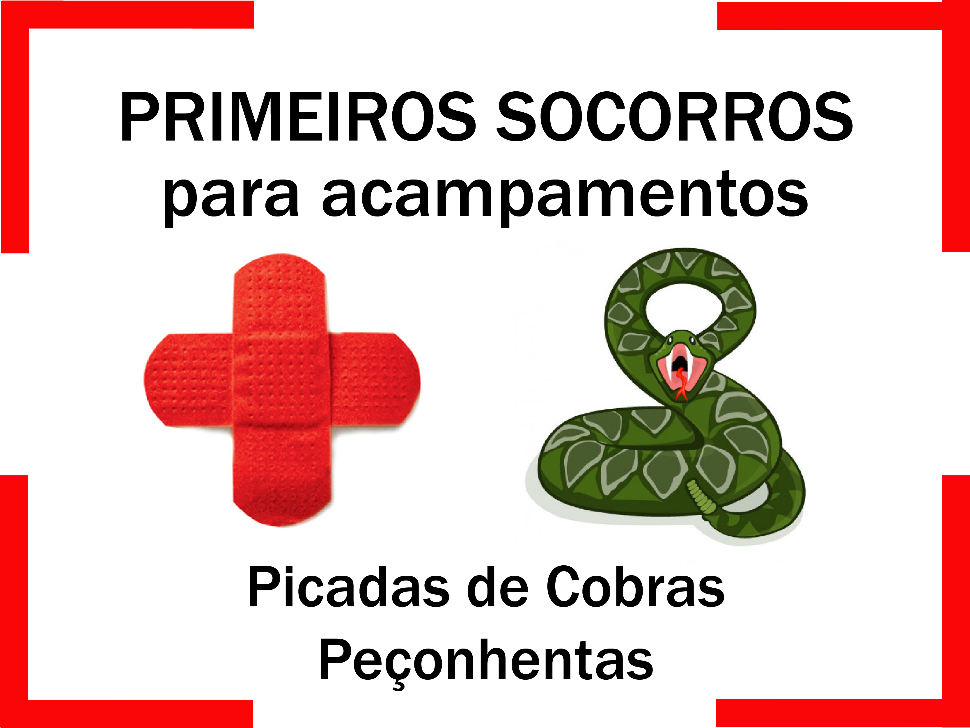 Read more about the article Primeiros Socorros para Picadas de Cobras Peçonhentas
