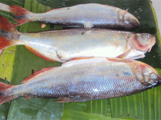 Leia mais sobre o artigo Peixe na Folha de Bananeira